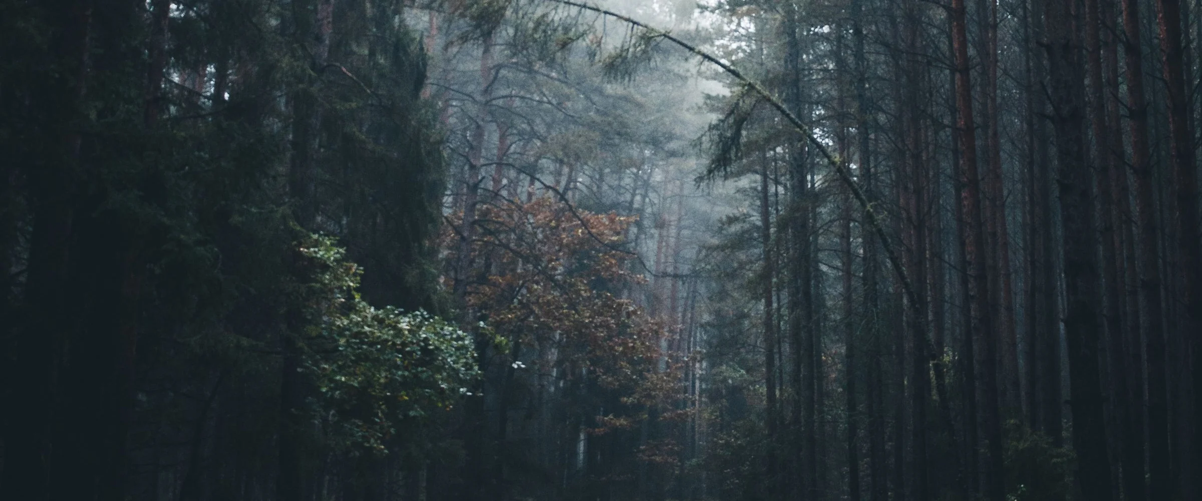 A dirt road running through a misty conifer forest