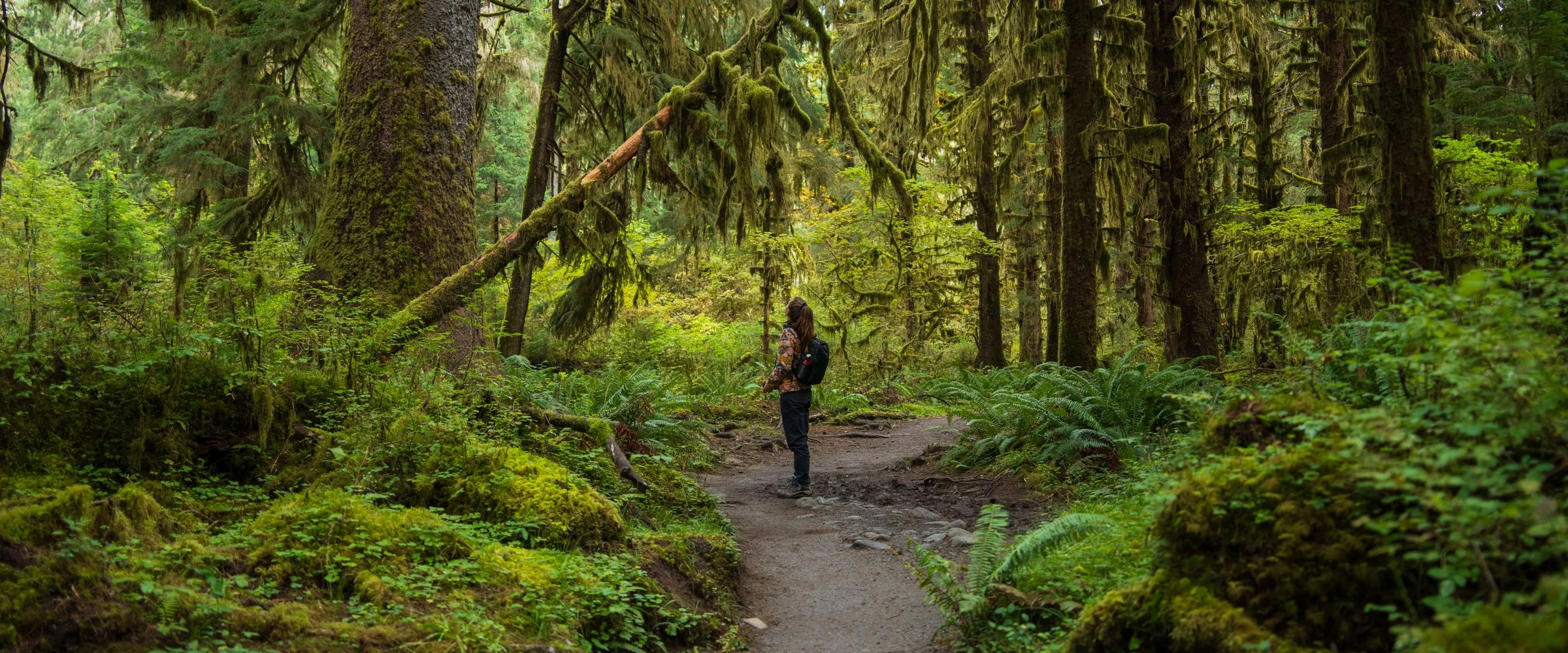 A fern-lined trail through mossy trees in the Hoh Rainforest, Washington