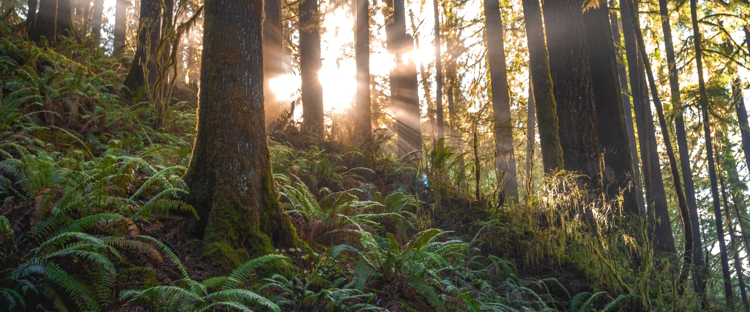 Morning sun through tall trees over a fern-covered forest floor