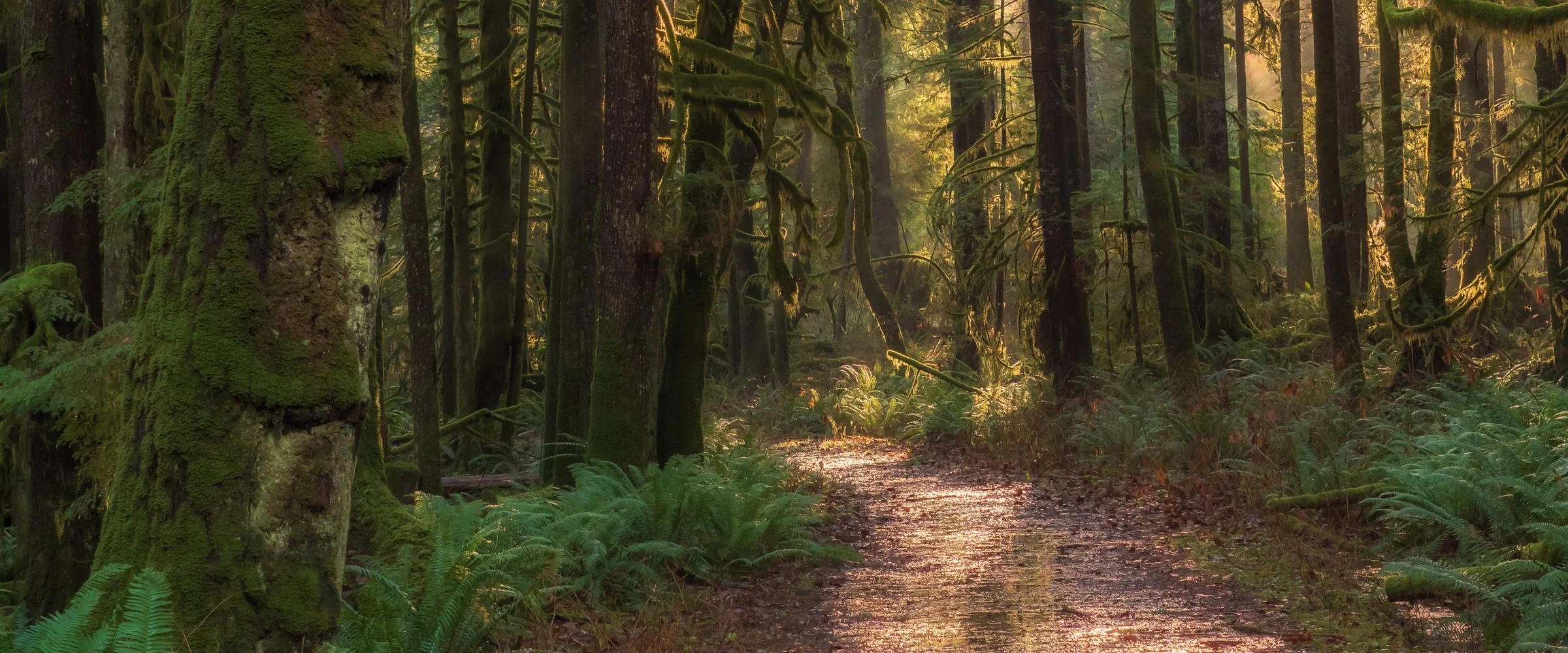 A trail through mossy old-growth forest in warm light