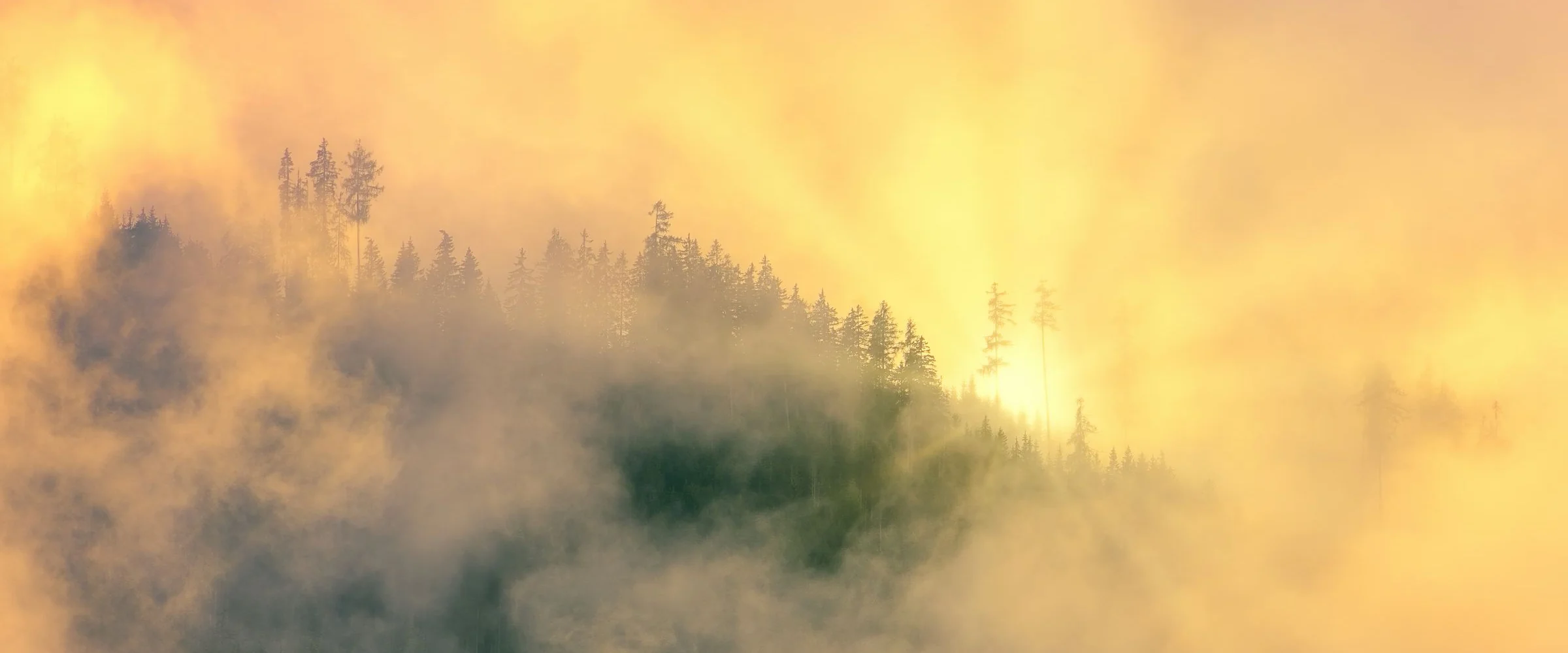Fog drifting through a forested hillside at first light